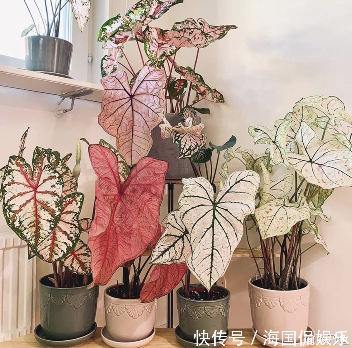 花花|家里光不好,就养10种耐阴绿植,叶子比花还要美