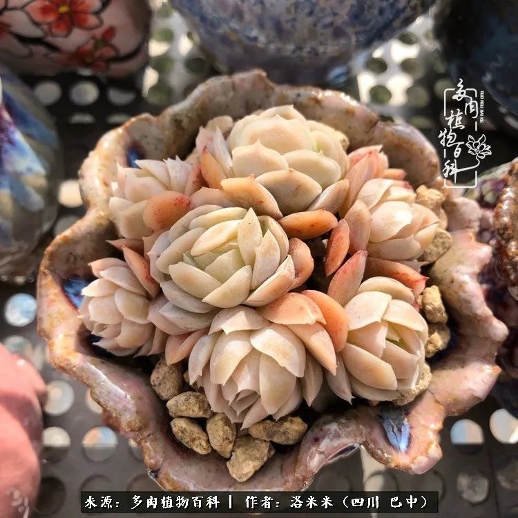 时间是多肉最好的滤镜！附个人养护经验！