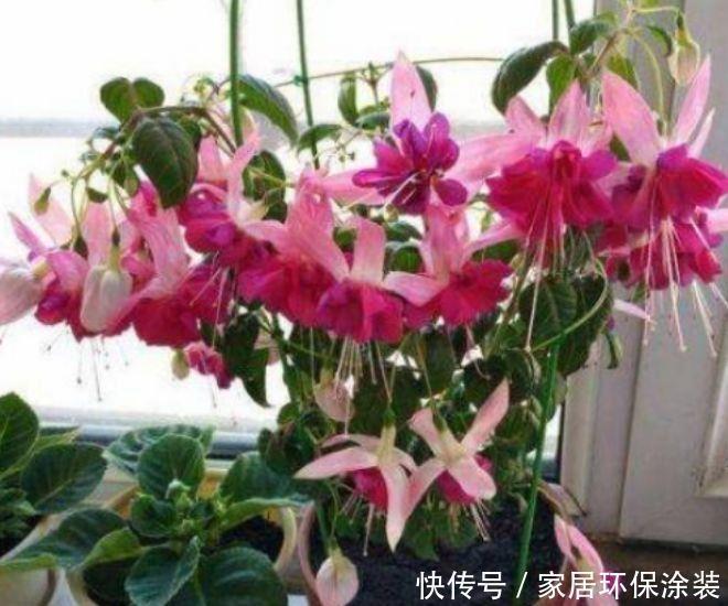 家养几种植物,阳台开出花海,满屋飘香