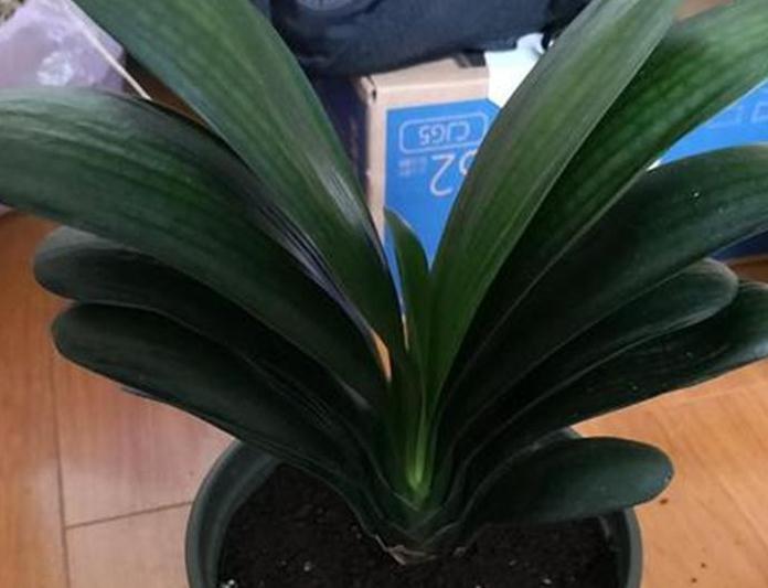 4种花就怕多浇水，烂根，黄叶多，很容易就浇死，你了解嘛