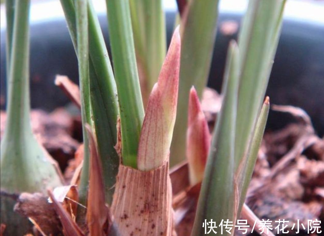 兰株|9月养兰花,给它做好3个关键养护,才能抽箭长花苞