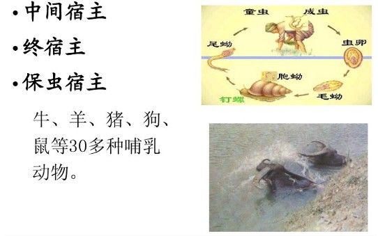 药引|头皮发麻！男子吃这个东西当药引，结果身体里长满寄生虫！