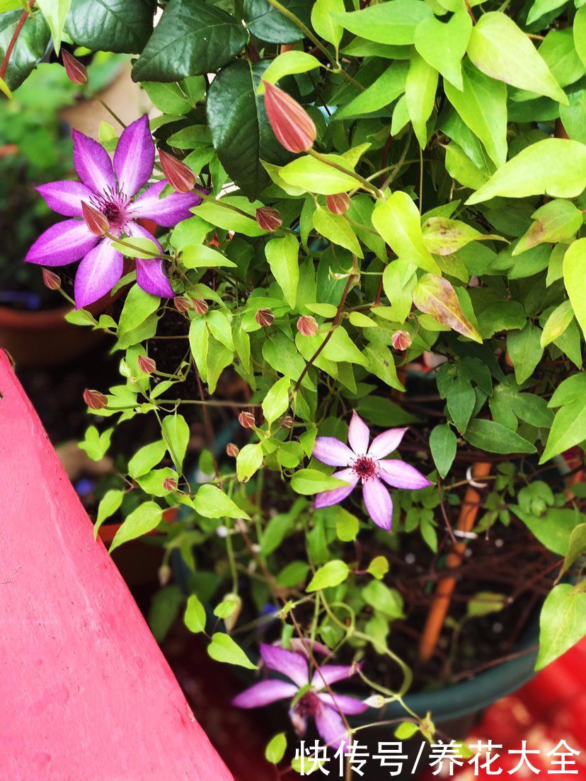 养花记住打开“小机关”，花朵嘭嘭开，爆成花团子