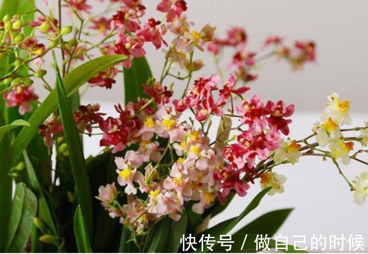 聪明人都养4种花，简单好养、开花多，不费事就能养好！