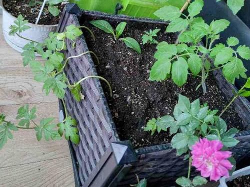  学会|盆栽植物长得慢，别着急！学会这2招，窜个、开花嗖嗖地