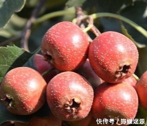 减肥|女性早晚多喝点它,去脂又减肥,让大肚子慢慢瘦下来