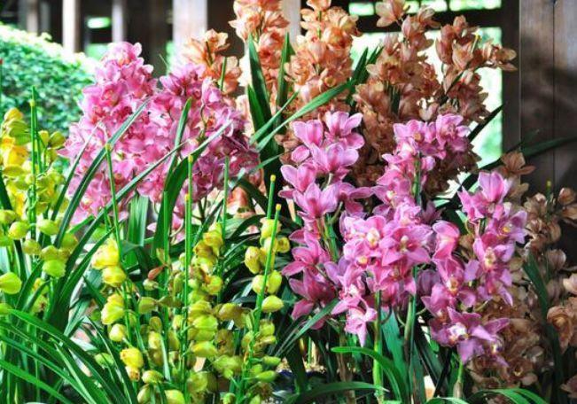 4种花超好养的，不浇水也能爆盆，全年开花不断，花大色艳