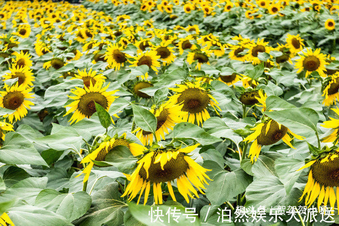 广东也藏了个“普罗旺斯”，美得像个童话世界，超适合女生去拍照