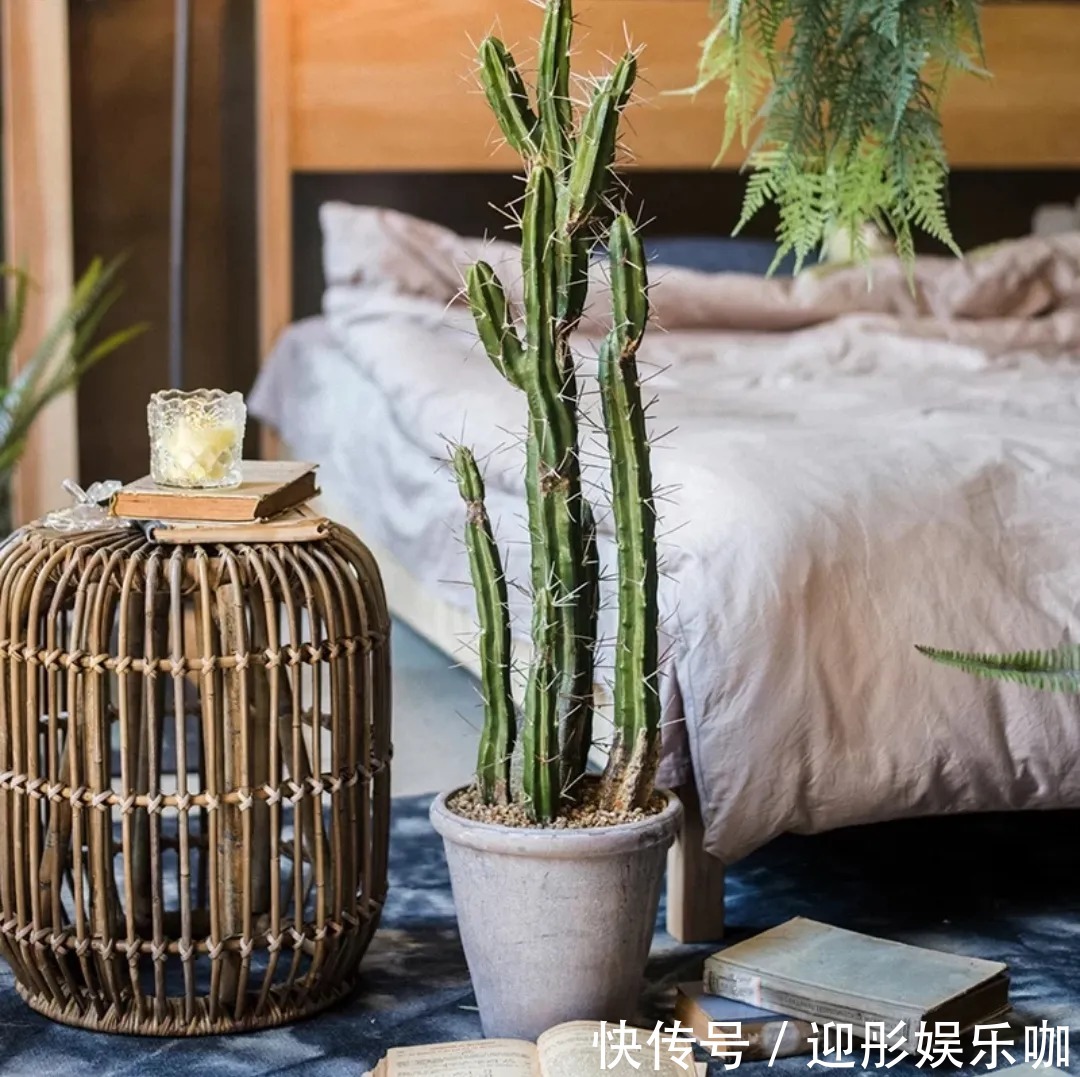 有植物的房子才是理想家！2021最受欢迎“网红绿植”推荐