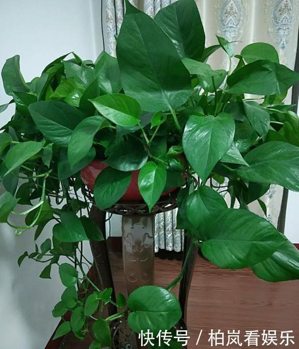 绿萝盆|家庭养绿萝,几天浇一次水教你2个“小方法”,简简单单就学会