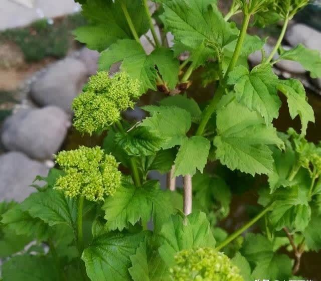 院子里养花，花土过硬，教你改良花土，养花，种菜效果更好