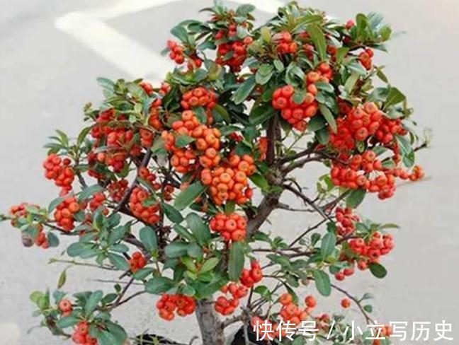 三种居家观果盆景,春夏观花,秋冬观果,喜庆漂亮还好养