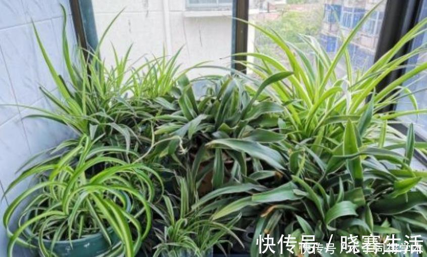 发酵|想要花儿长的好,有4种土,扔掉也别用,特别是新手要谨慎使用