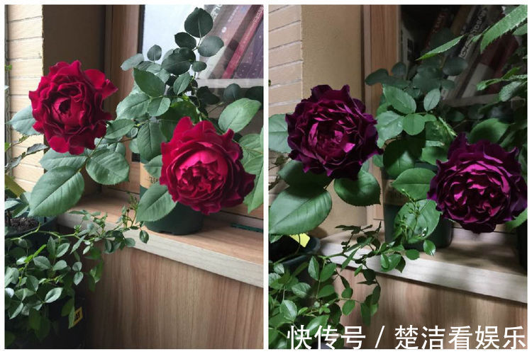 喜欢玫瑰,就养盆“高端品种”假日公主,花姿贵气,寓意美好