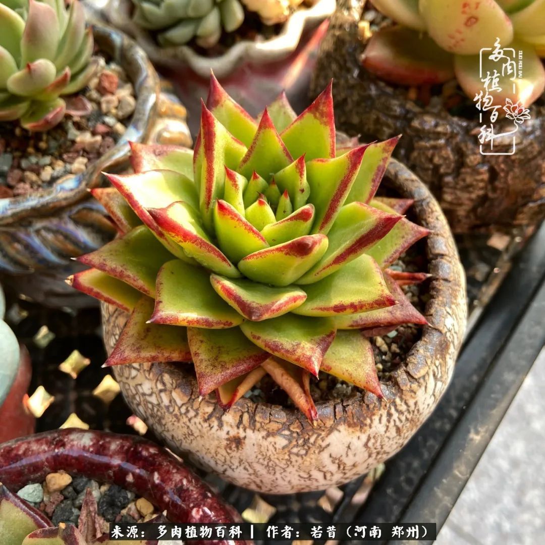 迷你小院儿，种满多肉、花草和蔬果，沉醉在自己的世外桃源！