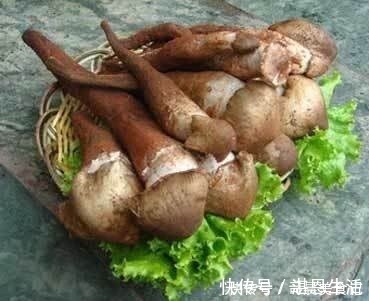 野生菌|比肉还贵，比鱼还鲜，1公斤要价100块，大多人不认识，吃不起