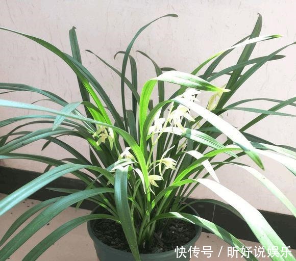 老头|单苗老头兰花从发芽到开花要5年,这么做可以缩短一半时间