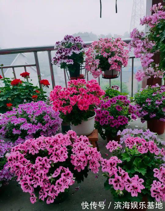 养花|7种“垃圾”不是废物,泡一下水,肥的流油,养花一级棒