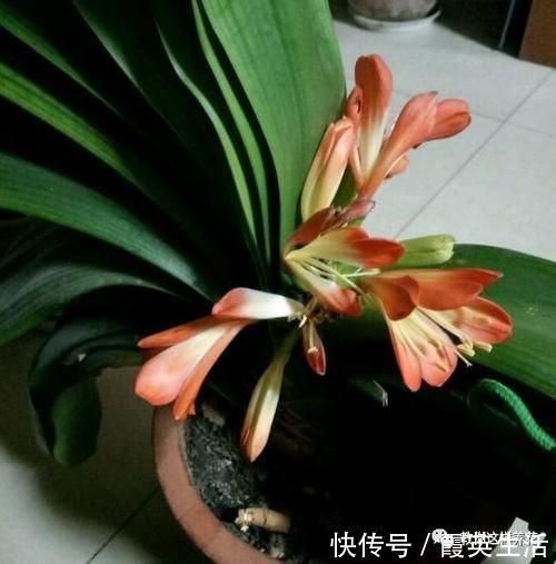 啤酒|君子兰风信子夹箭不开花,简单1招,把花拽出来!