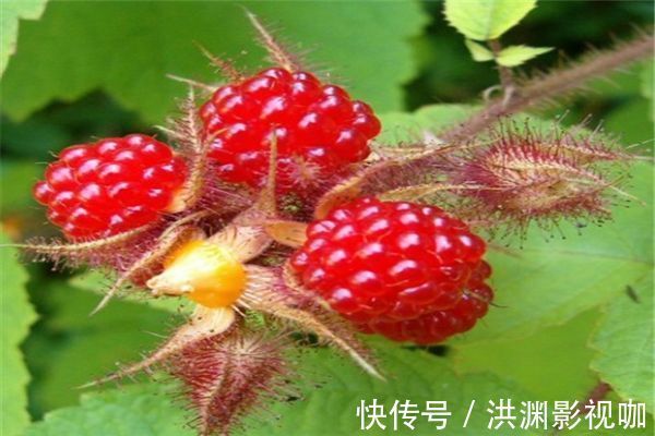 红牛肝菌|女性过了30,多食3种蔬菜,养颜补血,纤体瘦身,多吃身体好