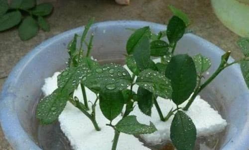 生根|用泡沫板来养花,效果太棒了,扦插3-5天就能生根