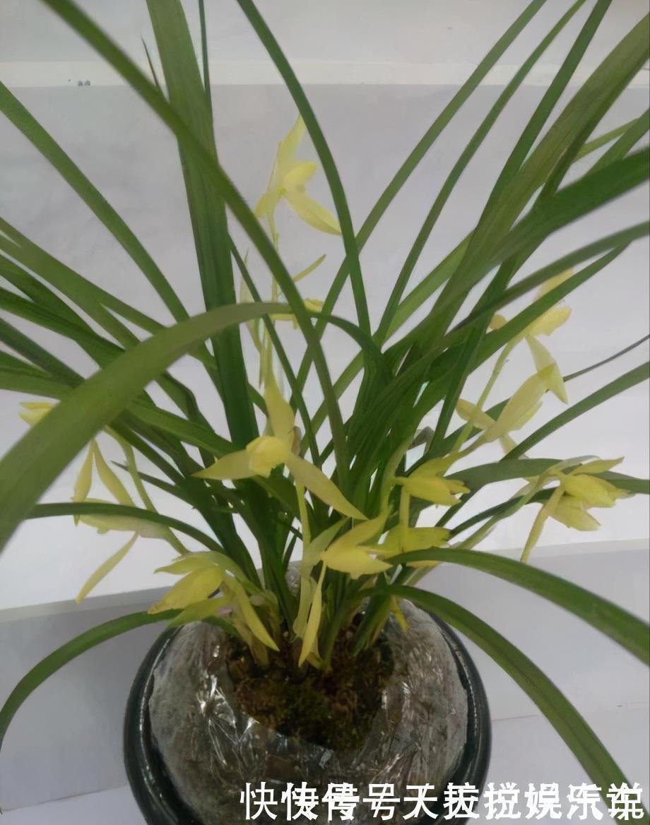 养兰花“第一步”,做好了,花箭嗖嗖冒,越长越顺利