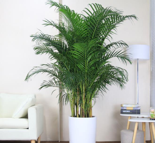 茉莉花|适合夏天养的6种花，越热长势越旺盛，懂花的人都养了