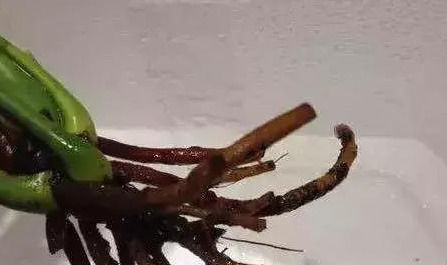 这几种“小药片”可别扔了,放水里搅一搅,促生根开花还能防烂根