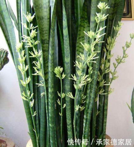 耐旱|3种耐旱的客厅花卉,30天不浇水,反而长爆盆,适合新手