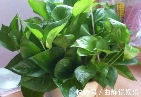 危害|家里养了5年的绿萝,现在才知道危害这么大,再不敢养在家