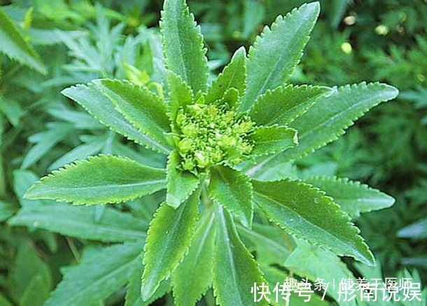 消炎止痛|农村田里的4种“救命草”,消炎止痛、解毒抗癌,谁吃谁“长寿”