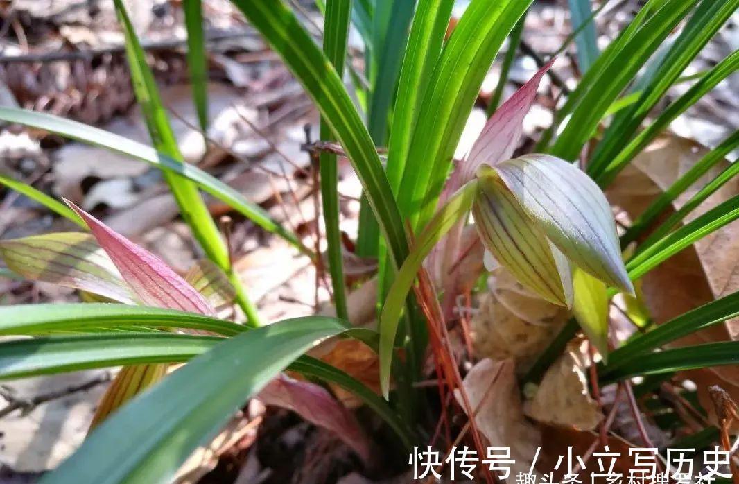 山上的兰花，也有只长苗而不开花的，你知道是什么原因吗？