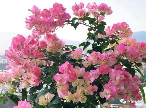 家里没有阳光,不要去养3种花,养了也不开花