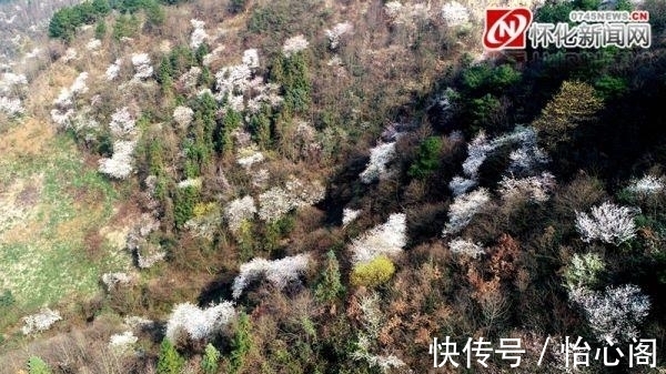 万树樱花白雪飘|麻阳：连绵青山上 野樱花如雪绽放