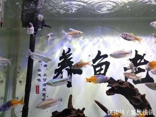 新入缸20多种观赏鱼、100多条,几乎无一伤亡,有什么经验可谈
