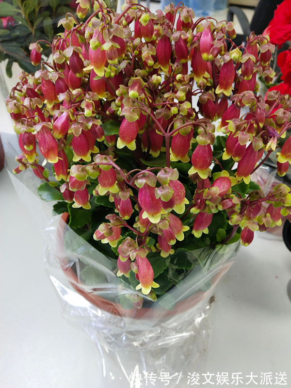 喜欢菊花,首选“优良名菊”绿朝云,花似惊鸿起舞,晶莹碧绿