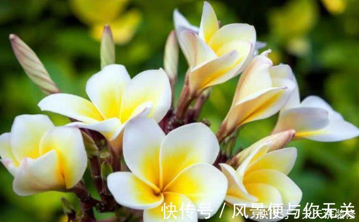 花期|几种花期最长的花卉,一年四季开不停,每天都有花赏