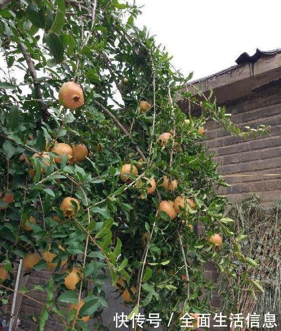 院里种棵“护家树”，开花红得像火，越养越有福气！