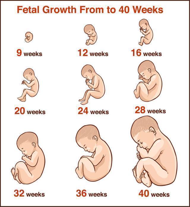 孕晚期|这两个月是胎儿发育猛涨期，孕妇“三做两不做”，胎儿聪明又健康