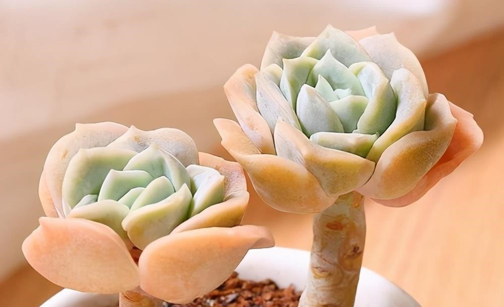 被拉下神坛的可爱多肉,曾经贵到退步,现在价格便宜少有人养