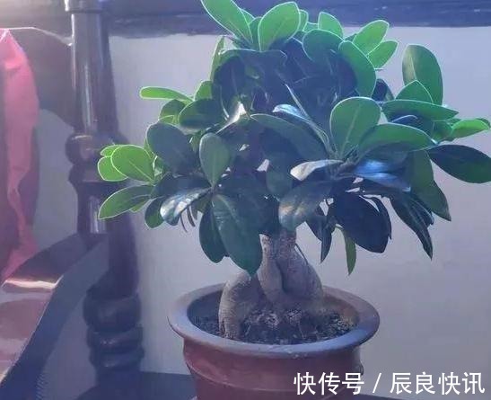 自制|养花缺少磷钾肥学会自制技巧,往花盆里放一点养啥植物都旺