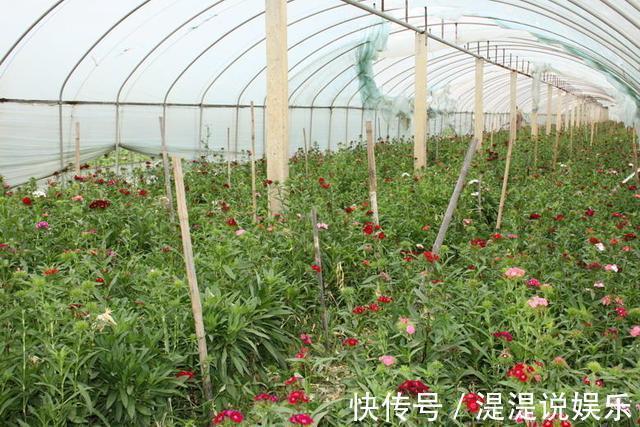 冬天|古代养花有“催花术”,土窖里烧点火,牡丹冬天都能开花