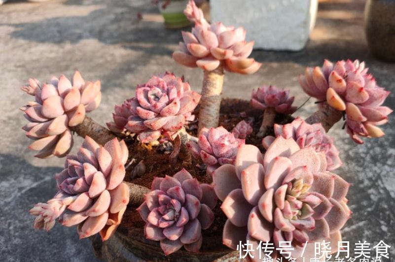 多肉红粉佳人看似普通，但我们要养出自信，因为它的老桩真的很美