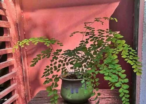 4种不同风格的花,谁见了都爱养,各有各的气质