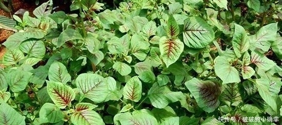 小时候|4种农村小时候坚决不吃,现在想吃却买不到,你吃过几种