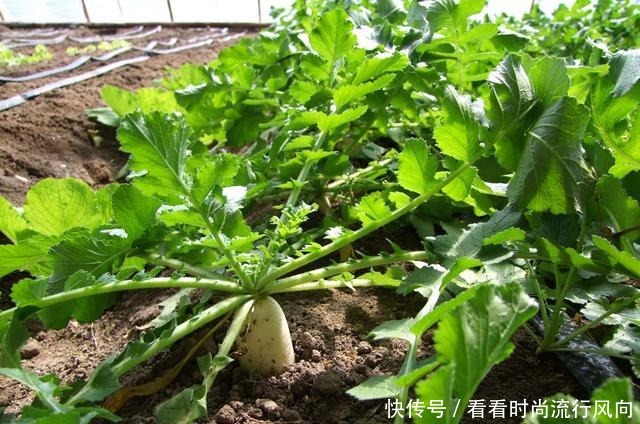叶子比根好,含钙量是牛奶的3倍,味道也很好,值得一试!