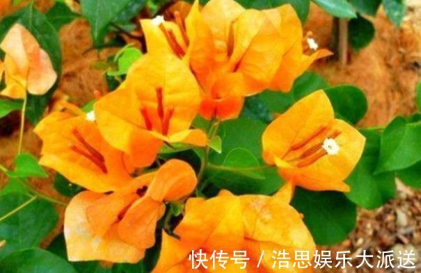 迷人|喜欢三角梅,不如养珍稀的柠檬黄三角梅,花开优雅迷人好养活