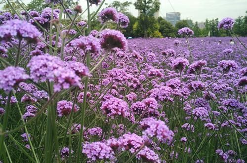 春夏秋冬|阳台再小,也要养2种花,耐寒又耐热,简单好养,美丽浪漫!