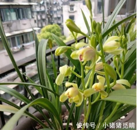 兰根|养兰花这点最关键,发芽多又壮,开花多又香,年年开花不断