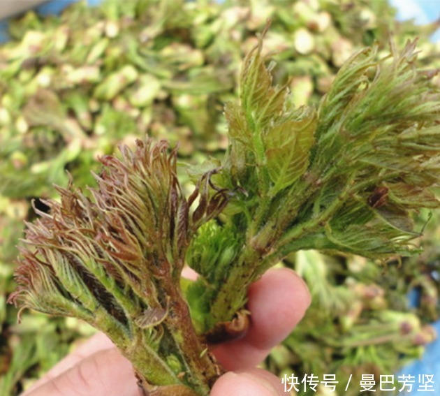 12种可食用野菜，怎么做都好吃，再不挖点尝尝，就要老了